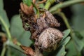 Spider - Araneus Angulatus