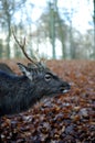 An horned deer in autumn