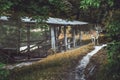 Horned deer is standing on a forest path next to a wooden arbor and is watchful