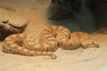 Horned desert viper Royalty Free Stock Photo