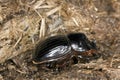 Horned dung beetle (Copris lunaris)