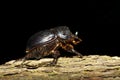 Horned dung beetle (Copris lunaris)