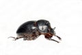 Horned dung beetle (Copris lunaris)