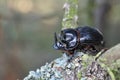 Horned dung beetle, Copris lunaris