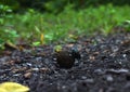 Horned Dung Beetle or Copris lunaris rolling the cow dung ball in the garden Royalty Free Stock Photo