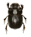 Horned Dung Beetle on white Background Royalty Free Stock Photo
