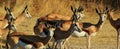 Horned family - Springbuck Royalty Free Stock Photo