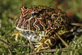 Horned frog Royalty Free Stock Photo