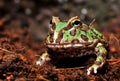 Horned frog Royalty Free Stock Photo