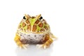 Horned Frog Royalty Free Stock Photo