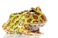 Horned Frog Royalty Free Stock Photo