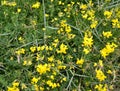 Horned frog Lotus corniculatus L.. Background from flowering plants Royalty Free Stock Photo