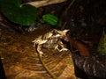 Horned Frog, Megophrys montana Royalty Free Stock Photo