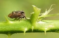 A Horned Froghopper Centrotus cornutus perched on a bramble stem. Royalty Free Stock Photo