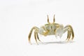 Horned Ghost Crab Royalty Free Stock Photo