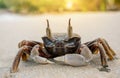 Horned ghost crab on the beach. Close-up. Sand crab. Summer vacation by the sea Royalty Free Stock Photo