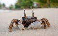 Horned ghost crab on the beach. Close-up. Sand crab. Summer vacation by the sea Royalty Free Stock Photo