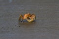 Horned ghost crab Royalty Free Stock Photo