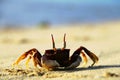 Horned ghost crab Royalty Free Stock Photo