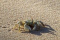 Horned Ghost Crab Ocypode ceratophthalma Royalty Free Stock Photo