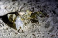 Horned ghost crab Ocypode ceratophthalma standing on sandy beach at night, Maldives, close-up Royalty Free Stock Photo