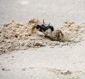 Horned ghost crab (Ocypode ceratophthalmus) near its burrow : (pix Sanjiv Shukla) Royalty Free Stock Photo