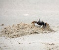 Horned ghost crab (Ocypode ceratophthalmus) near its burrow : (pix Sanjiv Shukla) Royalty Free Stock Photo