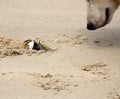 Horned ghost crab (Ocypode ceratophthalmus) face-to-face with a dog : (pix Sanjiv Shukla) Royalty Free Stock Photo