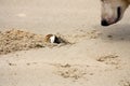 Horned ghost crab (Ocypode ceratophthalmus) face-to-face with a dog : (pix Sanjiv Shukla) Royalty Free Stock Photo