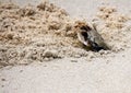 Horned ghost crab (Ocypode ceratophthalmus) near its burrow (pix Sanjiv Shukla) Royalty Free Stock Photo