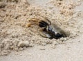 Horned ghost crab (Ocypode ceratophthalmus) near its burrow : (pix Sanjiv Shukla) Royalty Free Stock Photo