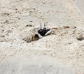 Horned ghost crab (Ocypode ceratophthalmus) near its burrow : (pix Sanjiv Shukla) Royalty Free Stock Photo