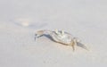 Horned Ghost Crab, Ocypode ceratophthalmus on a snow white beach sand. Royalty Free Stock Photo