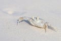 Horned Ghost Crab, Ocypode ceratophthalmus on a snow white beach sand. Royalty Free Stock Photo