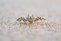 Horned Ghost Crab on the sand Royalty Free Stock Photo