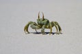 Horned ghost crab Royalty Free Stock Photo