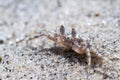 Horned Ghost Crab or sand crab Royalty Free Stock Photo