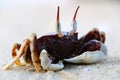 Horned ghost crab Royalty Free Stock Photo
