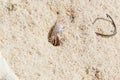 Horned ghost crab on a white sand beach Royalty Free Stock Photo