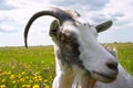 Horned goat Royalty Free Stock Photo