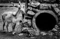 Horned goat black and white Royalty Free Stock Photo