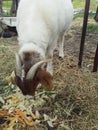 Horned Goat Eating Vegetable Scraps Royalty Free Stock Photo