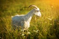 Horned goat is grazed on a green meadow Royalty Free Stock Photo