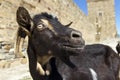 Horned goat looks into the camera of the photographer