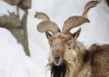 Horned goat or markhor Royalty Free Stock Photo