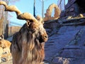 The Horned Goat, or Markhur Royalty Free Stock Photo