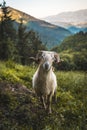 Horned goat on the mountain Adarra, Urnieta, Gipuzkoa, Spain