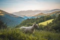 Horned goat on the mountain Adarra, Urnieta, Gipuzkoa, Spain