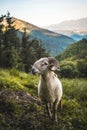 Horned goat on the mountain Adarra, Urnieta, Gipuzkoa, Spain