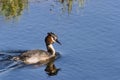 Horned grebe